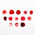 RED & PINK ROSE | Bande Washi Tape Masking Tape Sticker Roll Roses BDA471 200 Stickers